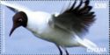Black-Headed Gull (Chroicocephalus ridibundus)